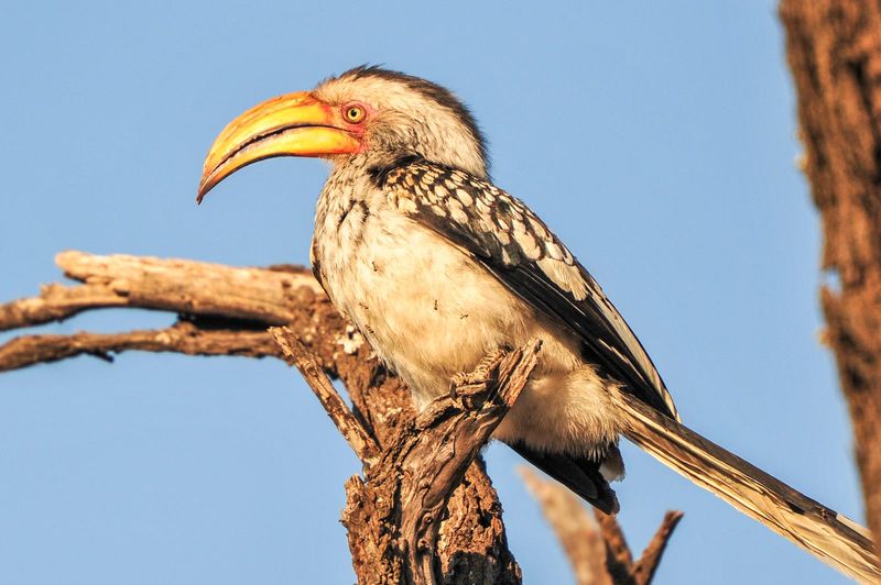 Southern yellow-billed hornbill