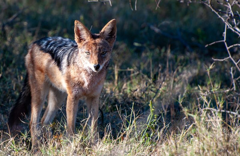 Black-backed jackal