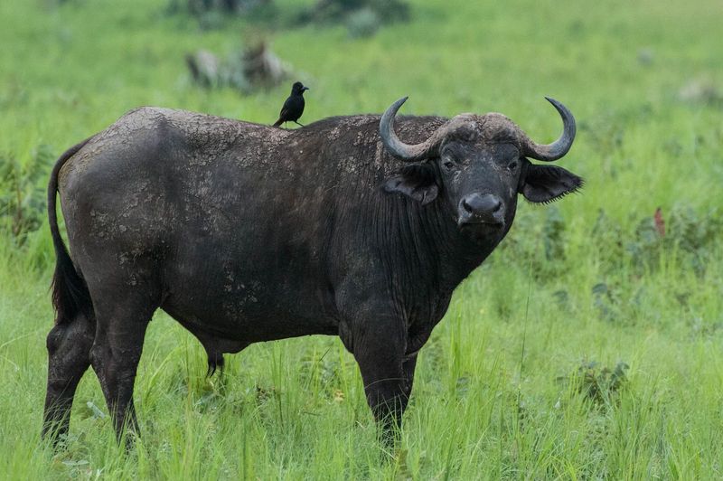 Buffalo