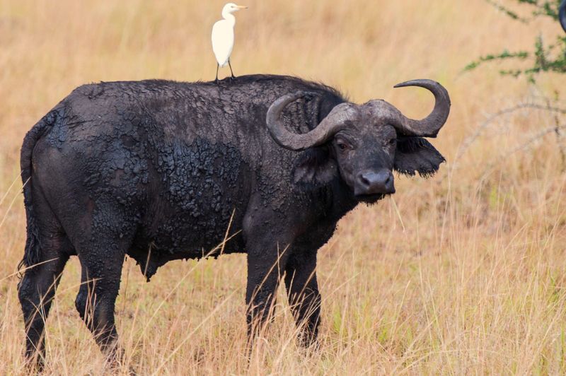 Buffalo