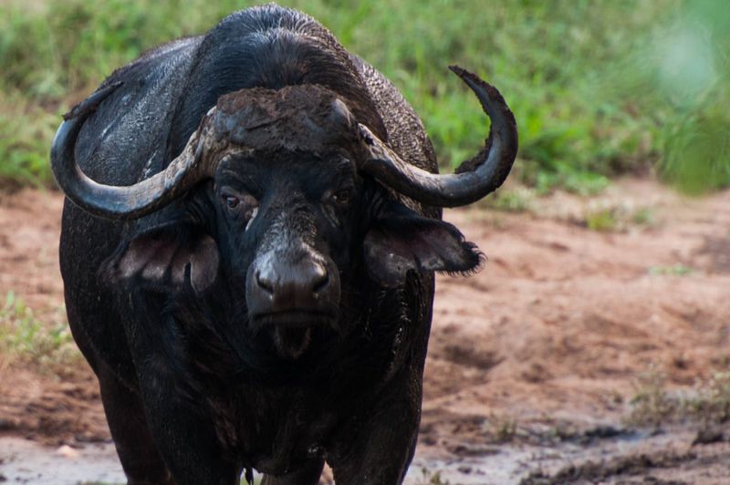 Buffalo