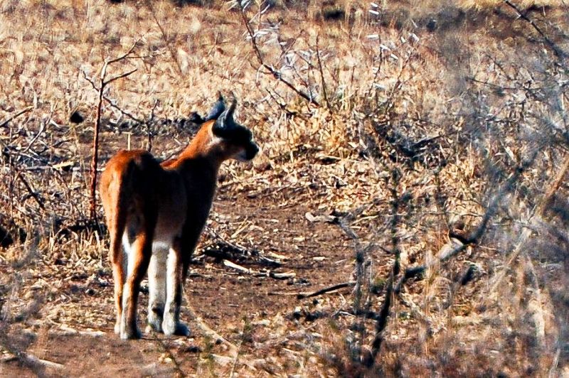 Caracal