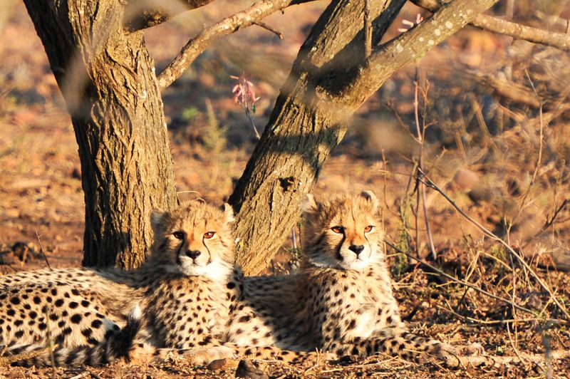 Cheetah