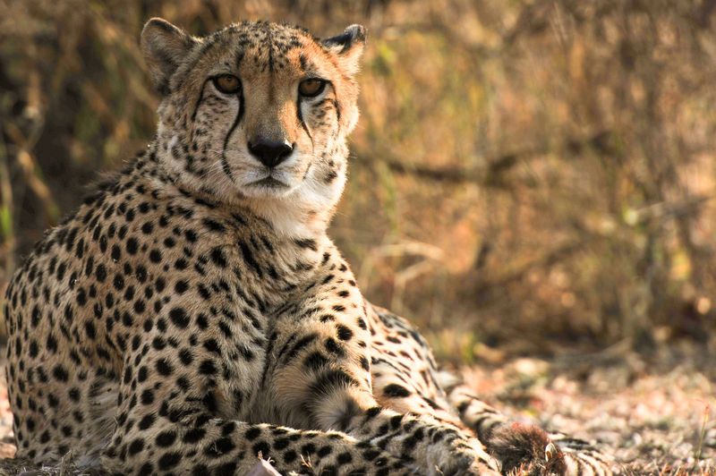 Cheetah