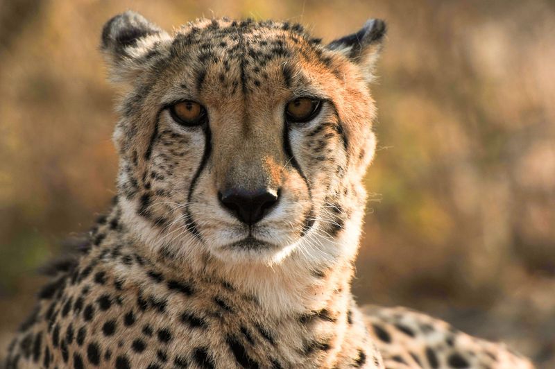Cheetah