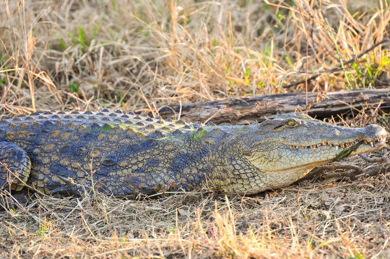Nile crocodile