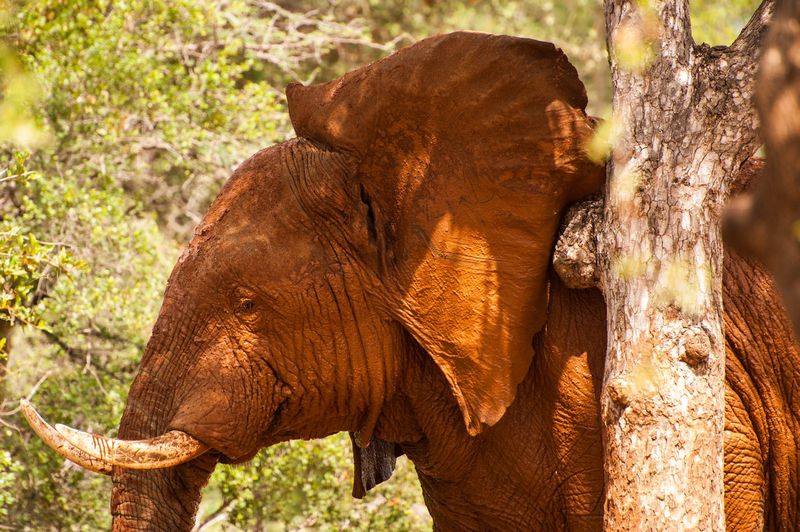 Elephant
