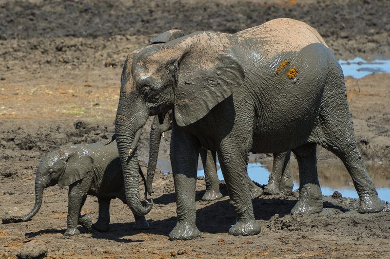 Elephant cow and calf at a water hole, Zimbabwe