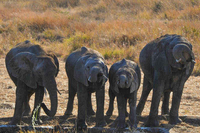 Elephant