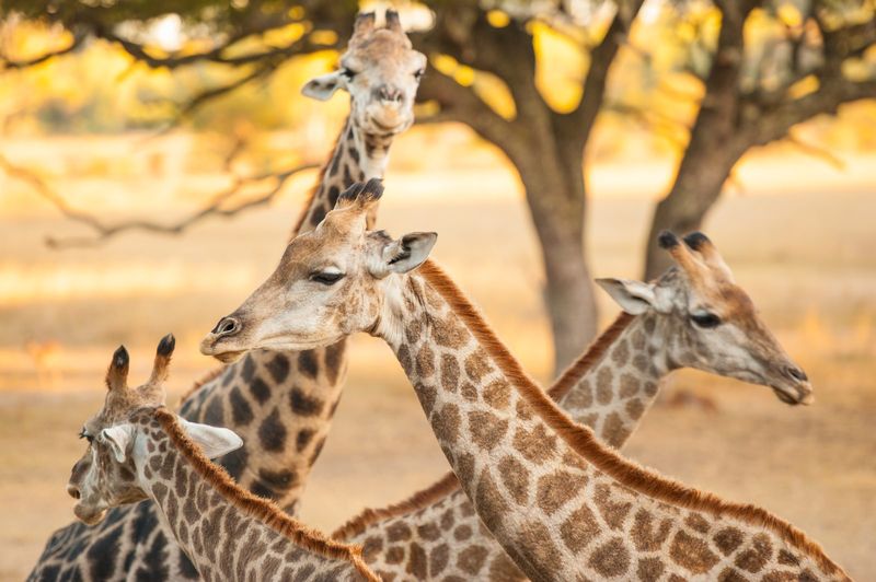 Giraffe