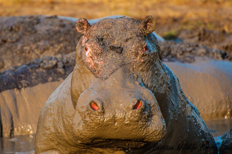 Hippo