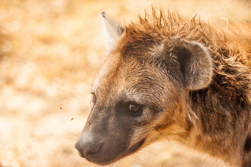 Spotted hyena