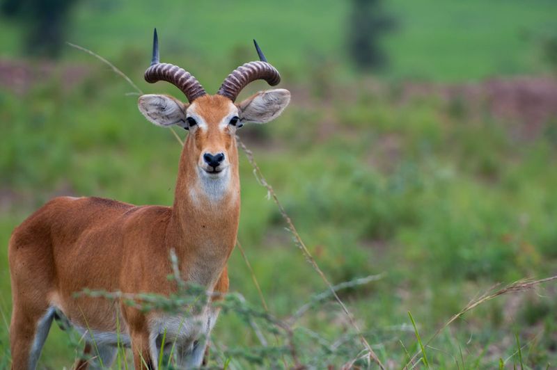 Impala