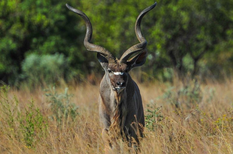Kudu