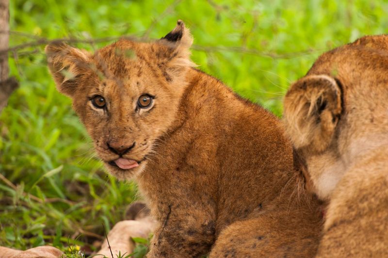 Lion