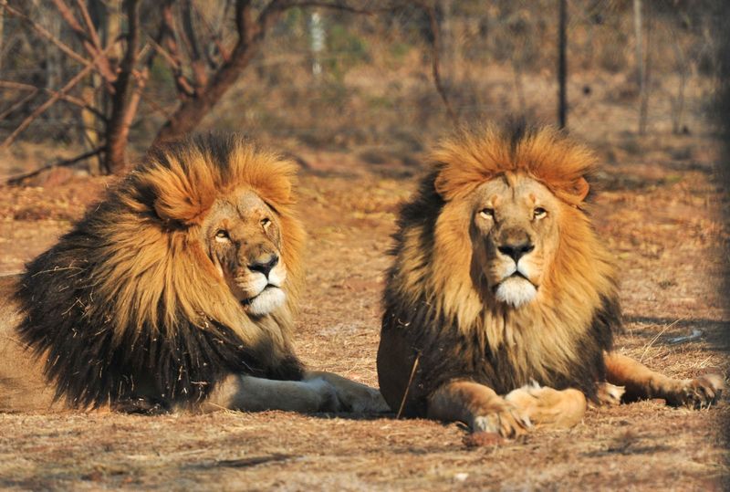 Lion