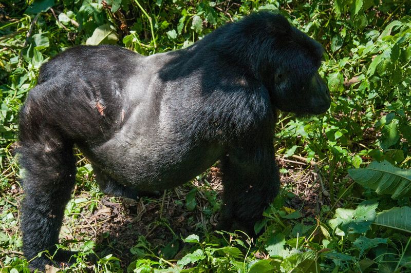 Mountain gorilla