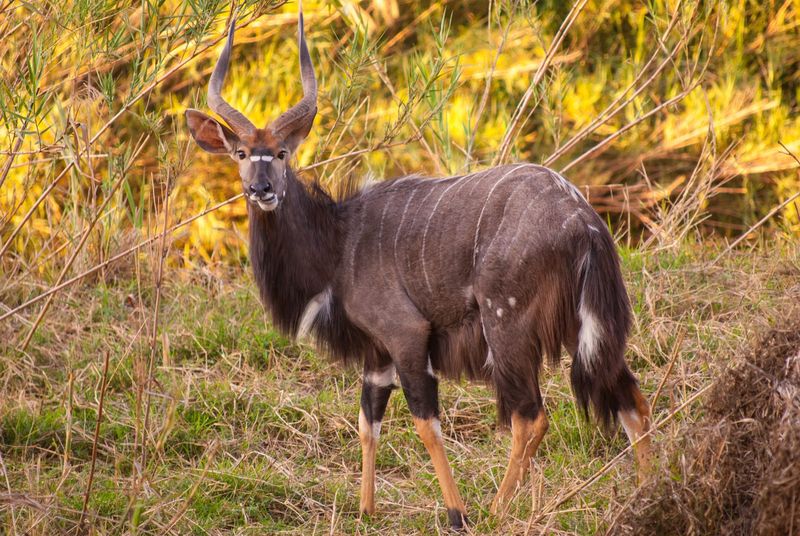Nyala