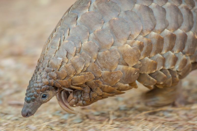 Pangolin