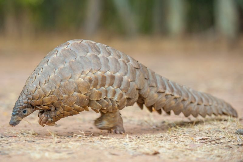 Pangolin