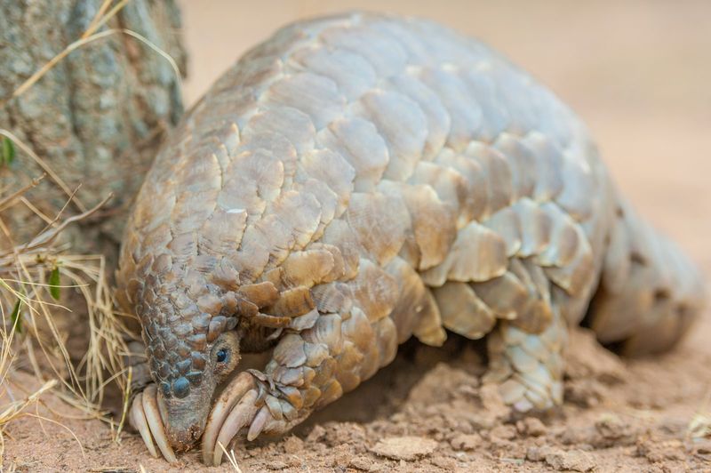 Pangolin