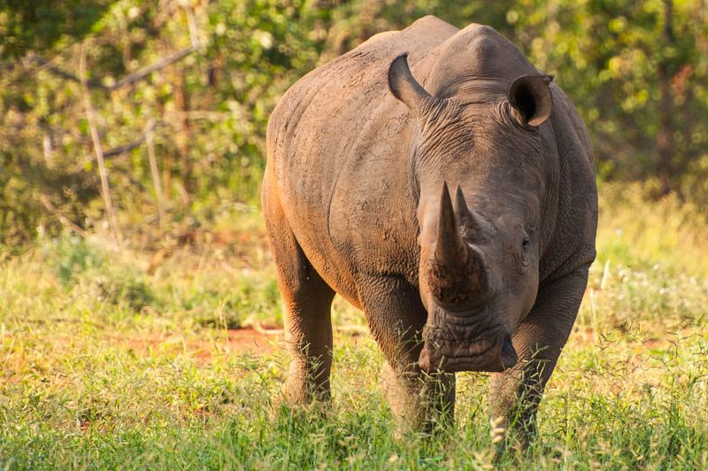 Rhino