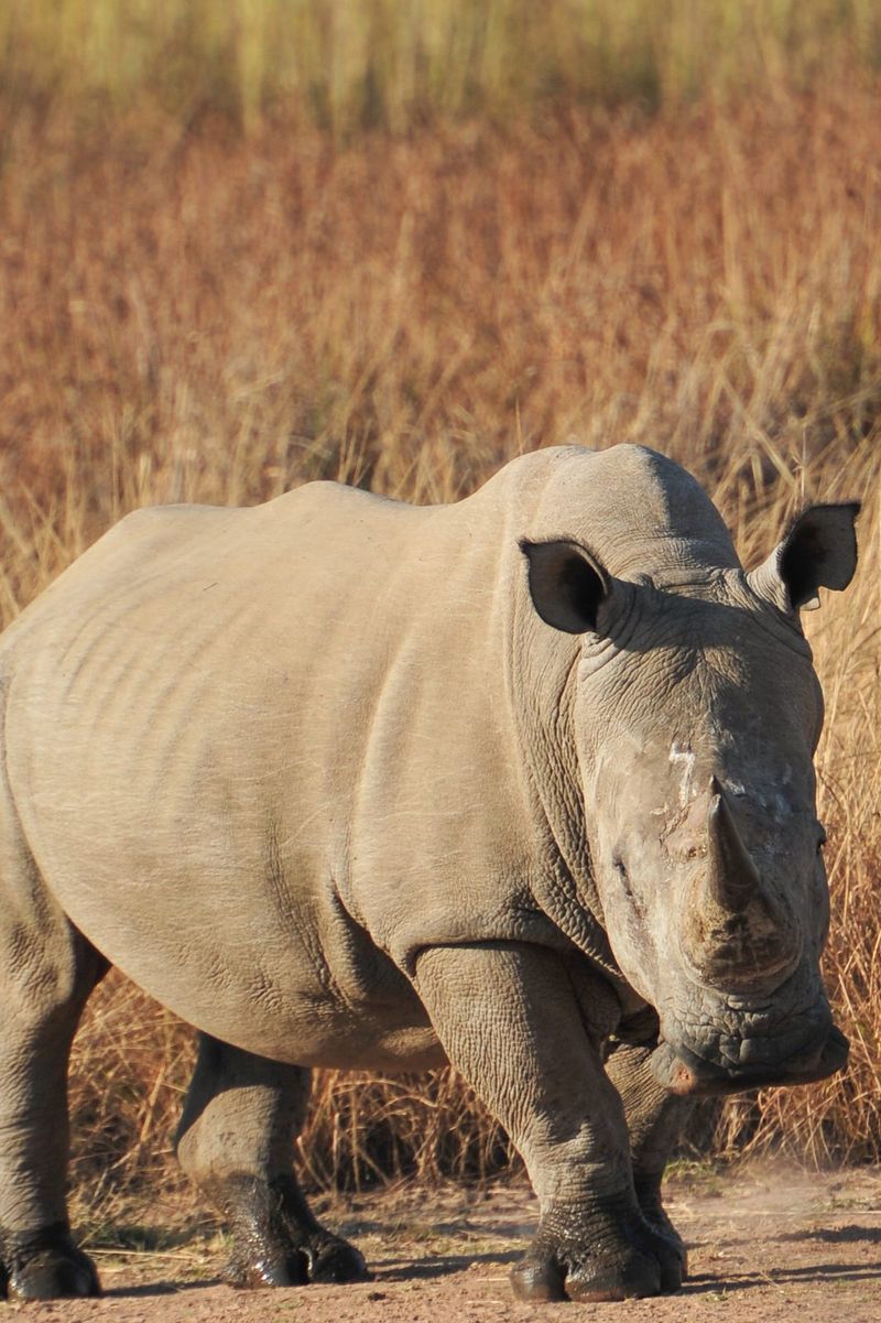 Rhino