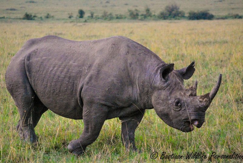Rhino