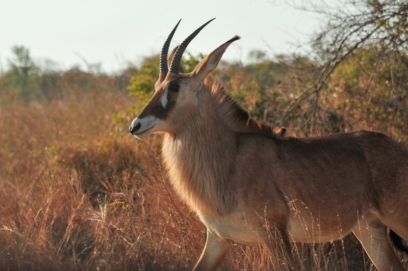 Roan antelope
