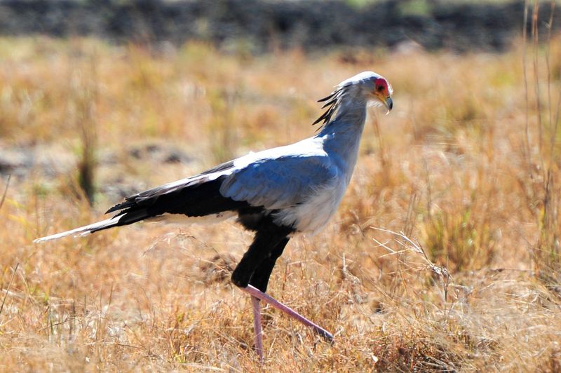 Secretary bird