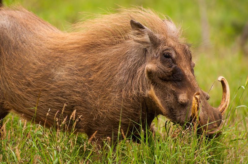 Warthog