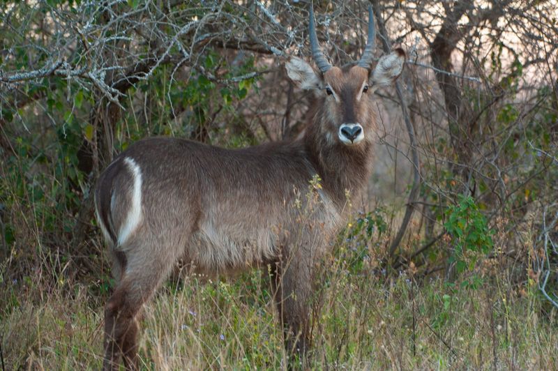 Waterbuck
