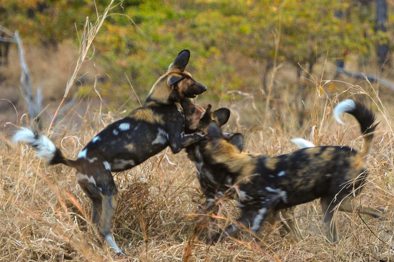 Wild dog