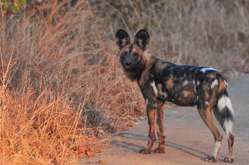 Wild dog