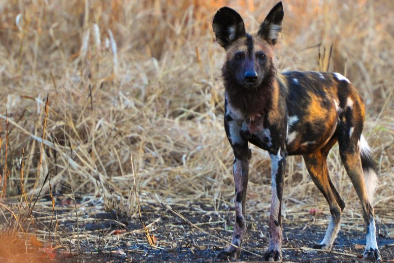 Wild dog