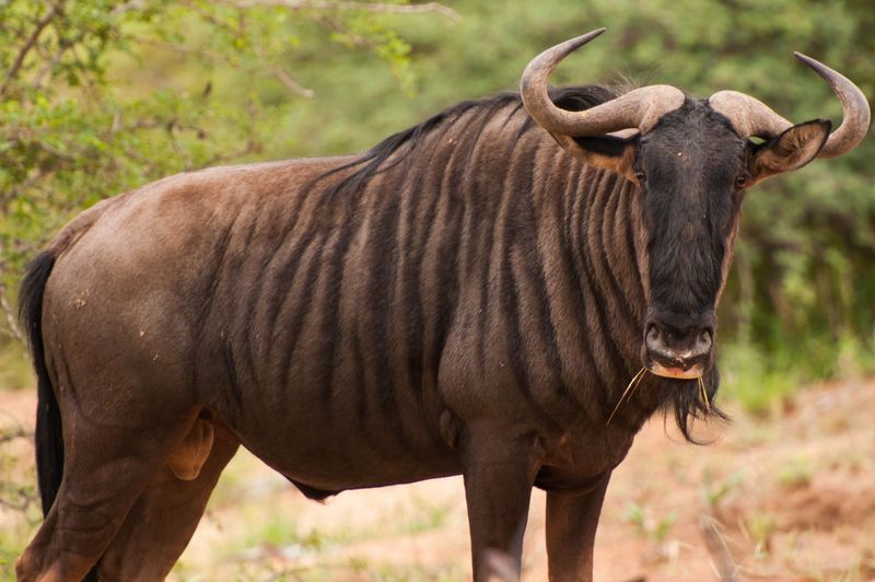 Blue wildebeest