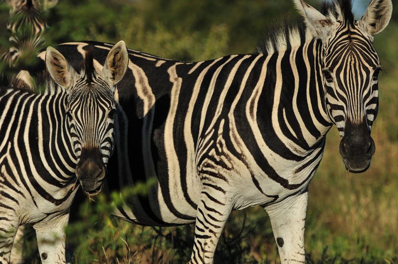 Plains zebra